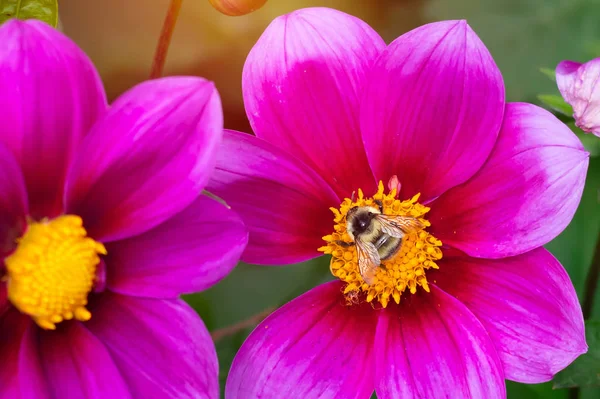 Яркий Нежный Розовый Цветок Далии Летнем Солнце Саду Цветущие Цветы — стоковое фото