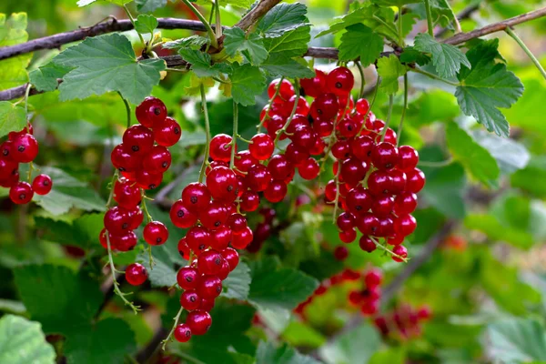 Succose Bacche Corrente Rossa Sono Appese Ramo Con Foglie Verdi — Foto Stock