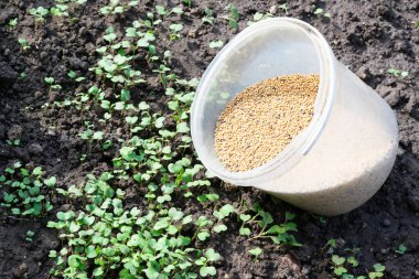 A lot of mustard seeds in the opened translucent bucket is ready for being seyed on the ground in a vegetable garden as a fast growing green manure and effectively suppress weeds clipart