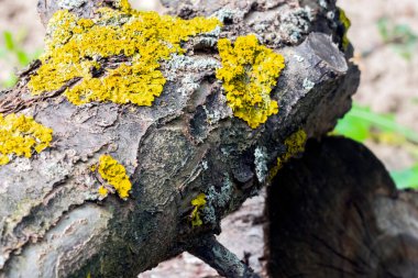 Xanthoria da ahşap kabuklarında yetişen bir liken olarak biliniyor.