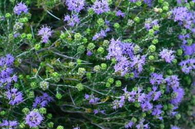 Akdeniz kekiği, timbra kapitata olarak da bilinir. Yemek için baharatlı aroma. Aromatik baharatlı yemek malzemesi..