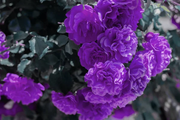 Layout Criativo Floral Rosas Pastel Tonificadas Floridas Para Texto Fundo — Fotografia de Stock