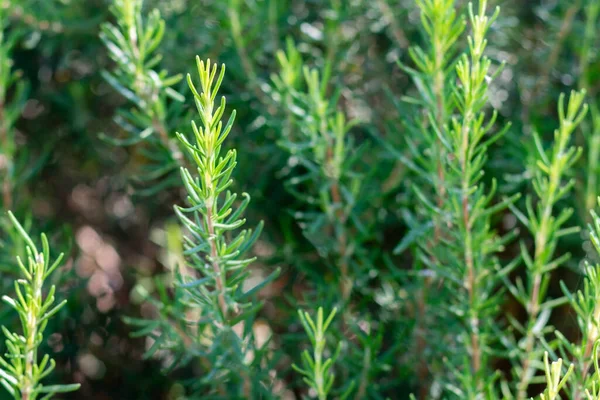 Mediterrén Salvia Rosmarinus Közismert Nevén Rozmaring Fűszeres Ízesítésű Étel Aromás — Stock Fotó