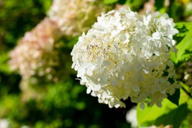 Çikolatalı vanilyalı kek ve folyo paketli krema. Kafedeki ahşap masada..
