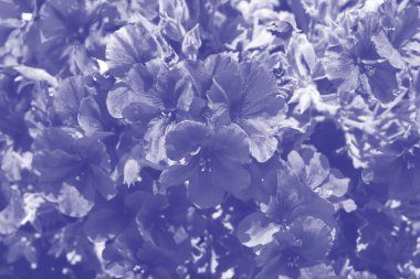 Yazı için pastel menekşe renginde çiçek deseni. Çiçek açan pelargonyum çiçeklerinden ve kopyalanmış alandan oluşan arkaplan.