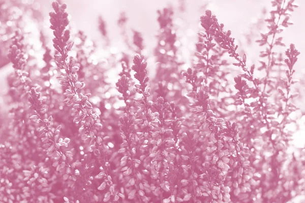 Bloemen Achtergrond Met Kleine Levendige Heide Bloemen Met Bokeh Effect — Stockfoto