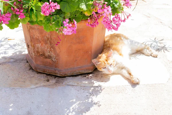 머리게으른 고양이는 여름에 분홍색 제라늄 근처에 — 스톡 사진