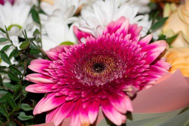 Buketteki ana çiçek olarak büyük pembe gerbera, parlak yapraklı ve koyu çekirdekli bir grup renkli çiçek
