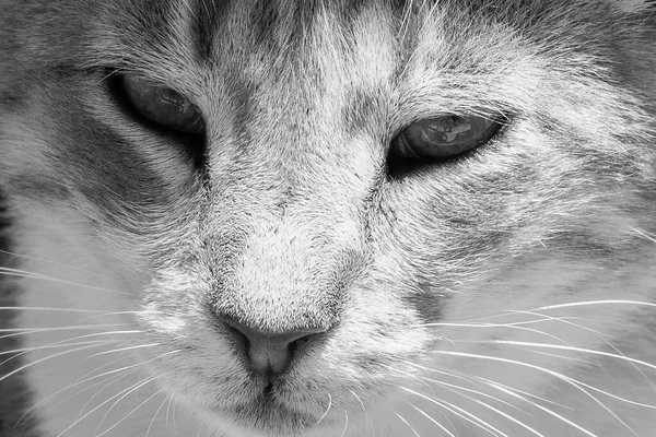 Krásná Šedá Kočka Zelenýma Očima Zblízka Záběr Bílá Černá Fotka — Stock fotografie
