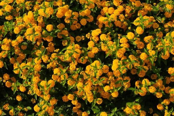 Small Tiny Bright Yellow Flowers Also Known Lantana Camara Sunlights — Stock Photo, Image