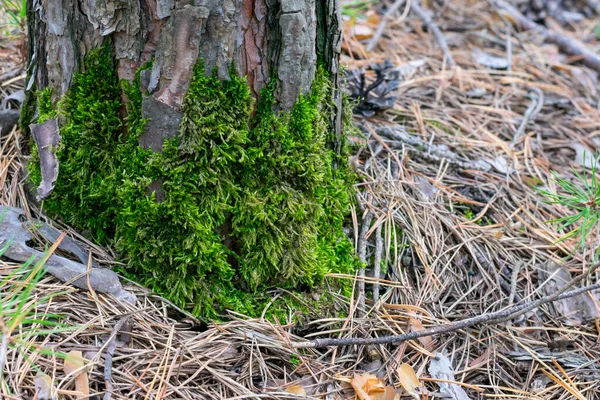 Musgo Verde Crece Corteza Madera — Foto de Stock