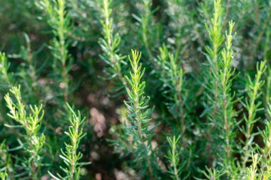 Akdeniz Salvia Rosmarinus 'u, yaygın olarak biberiye olarak bilinir. Yemek için baharatlı aroma. Aromatik baharatlı yemek malzemesi..