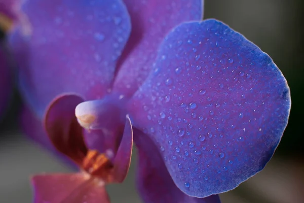 Close Vista Belas Flores Orquídeas Cor Púrpura Brilhante Phalaenopsis Orquídea — Fotografia de Stock