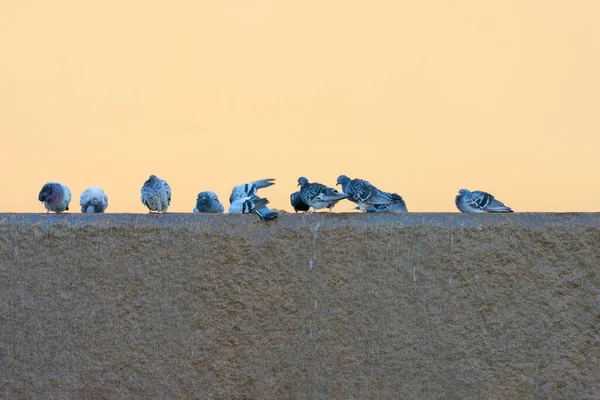 Bir Grup Gri Güvercin Çeşmede Oturuyor Turuncu Duvara Karşı Içiyorlar — Stok fotoğraf