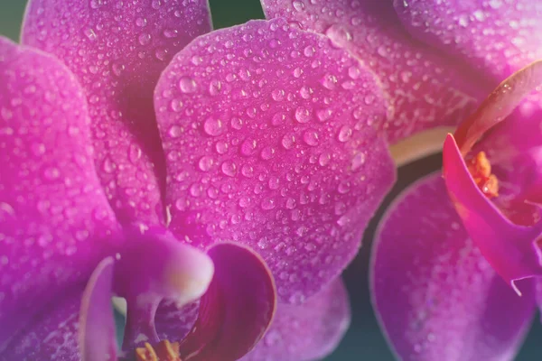 Fundo Florescendo Tonificado Feito Vista Close Phalaenopsis Colorido Orchid Magenta — Fotografia de Stock