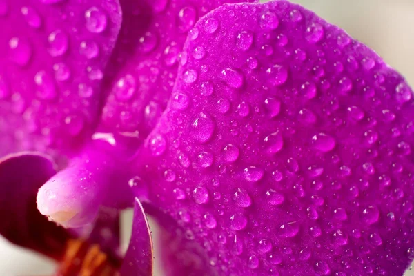 Close Uitzicht Prachtige Orchidee Bloemen Bloemblaadjes Heldere Magenta Kleur Bloeiende — Stockfoto