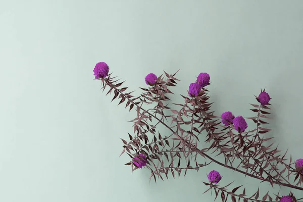 Botanical Background Made Gomphrena Flowers Copy Space Materials Designers — Stock Photo, Image