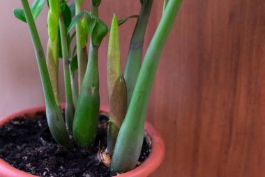 Canlı yeşil renkli zamioculcas saksı bitkisi ahşap arka planda. Ofis ya da ev dekorasyonu için Evergreen bitkisi. Rahat ev kavramı.