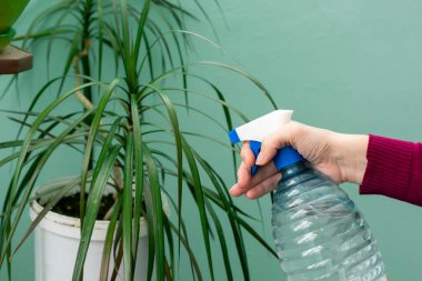 Dracena bitkisinin yapraklarına su püskürten kadın ellerinin yakın görüntüsü. Bahçıvan ev bitkilerini sprey kullanarak suluyor. Nem artışı için ev bitkilerine su sıkmak.