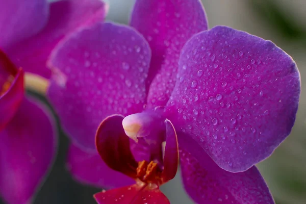 Vista Perto Belas Flores Orquídea Cor Violeta Brilhante Cultivo Orquídeas — Fotografia de Stock