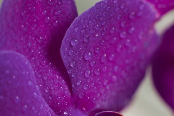 Close View Beautiful Orchid Flowers Petals Bright Purple Color Phalaenopsis — Stock Photo, Image