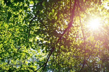 Yeşil yapraklı ağaçların arasından parlak, sarı güneş ışığı. Ağaçların tepesine ve içinden geçen güneş ışığına bak..