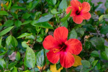 Yeşil yapraklı canlı kırmızı amber çiçeği yaz mevsiminde bir çalılıkta yetişiyor. Tropikal çiçek amberinin açması