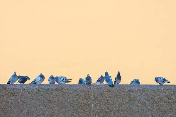 Group Grey Pigeons Sitting Fountain Drinking Water Orange Wall Pigeons — Stock Photo, Image