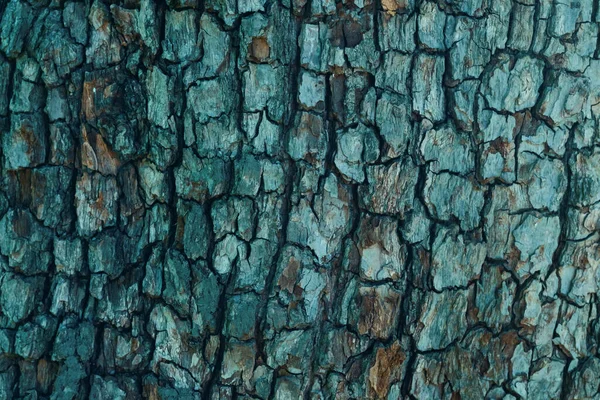 天然の背景として青のトーンで木製の割れた木のタンク 植物の詳細レイアウト — ストック写真