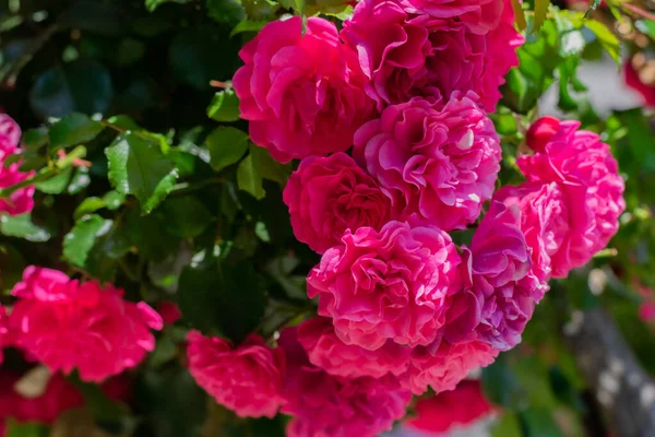 Ramo Rosa Brilhante Florescendo Enorme Rosa Com Folhas Luz Dia — Fotografia de Stock