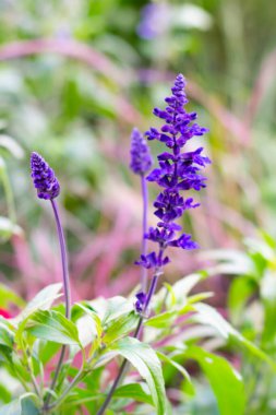 Şifalı bitki olarak bilinen Salvia çiçeği ve yemek için baharat aromalı malzeme. Bokeh ile dikey çiçek ve doğal arkaplan.