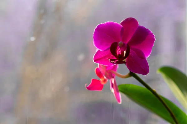 Flores Vivas Orquídea Peitoril Janela Luz Dia Flores Tropicais Como — Fotografia de Stock