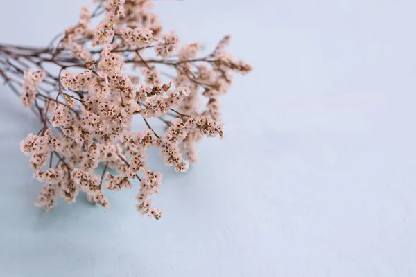 Diseño Floral Con Una Gran Cantidad Pequeñas Flores Blancas Sobre — Foto de Stock