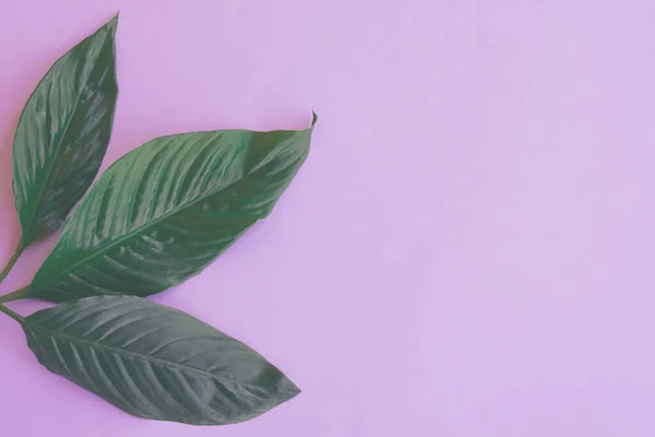 Тонированная Ботаническая Планировка Пространством Копирования Крупные Зеленые Листья Бланшированном Фиолетовом — стоковое фото