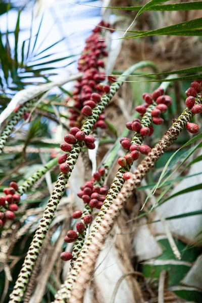 palm fruits grow on a palm tree. tropical arboretum and greenhouse.