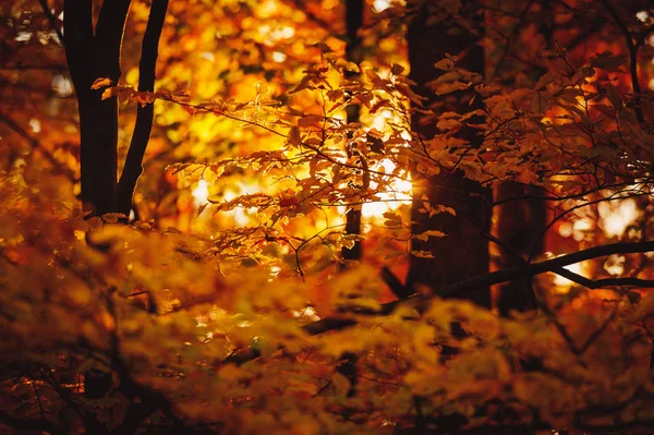 Coucher de soleil dans les bois — Photo