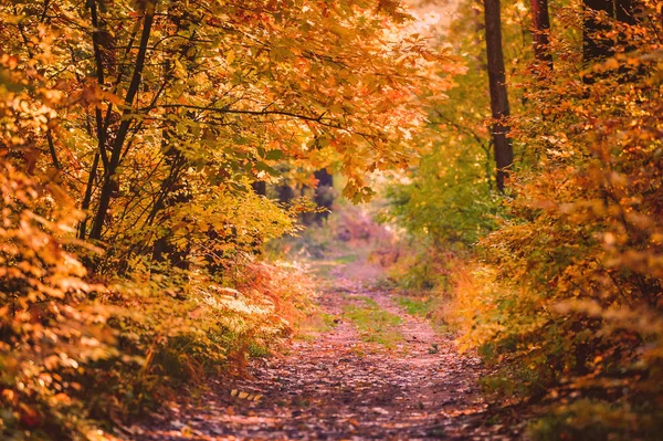 Zonsondergang in het bos — Stockfoto