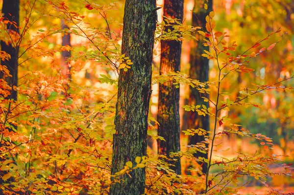 Zonsondergang in het bos — Stockfoto