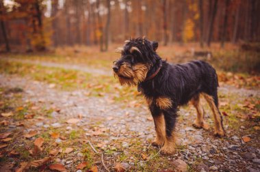 Alman av terrier