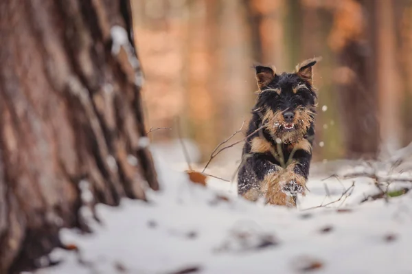 Tysk jakt terrier — Stockfoto