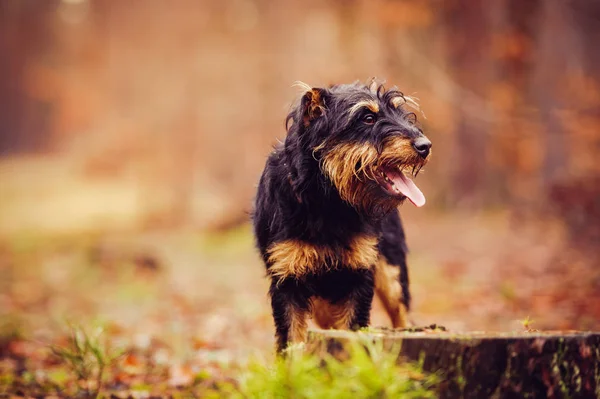 Duitse jacht Terriër — Stockfoto