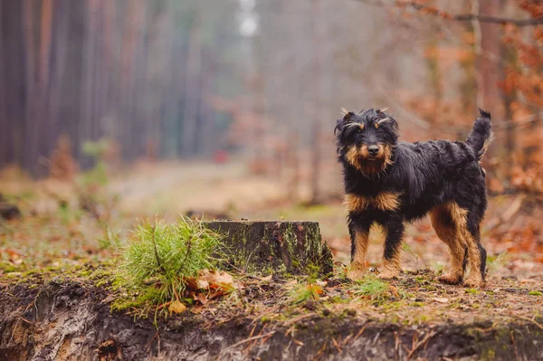 Terrier di caccia tedesco — Foto Stock