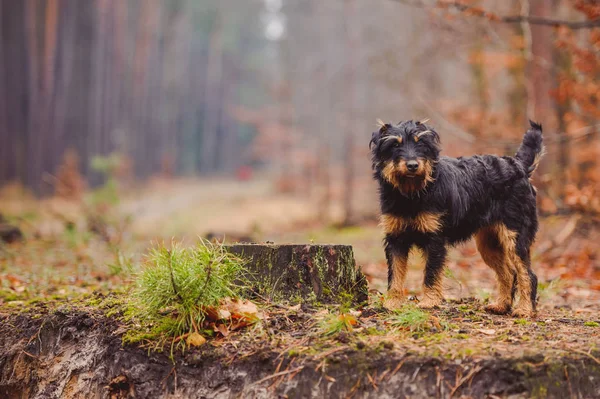 Duitse jacht Terriër — Stockfoto