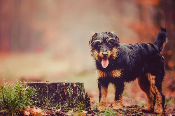 Duitse jacht Terriër — Stockfoto