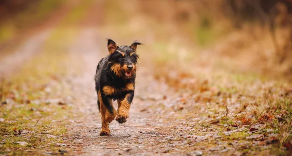 Terrier di caccia tedesco — Foto Stock