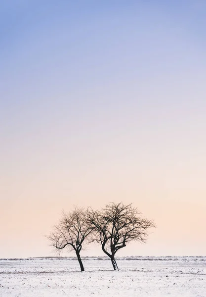 Snowy tree on a winter landscape — Stock Photo, Image