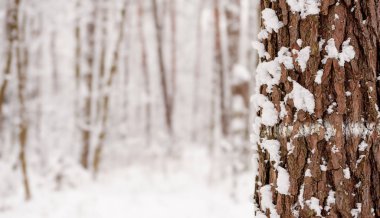 Kış orman. Kopya alanı.