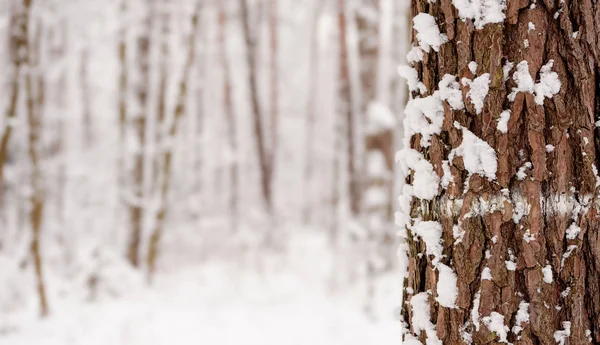 Kış orman. Kopya alanı.