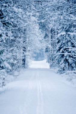 Karla kaplı donmuş ormanda yol.
