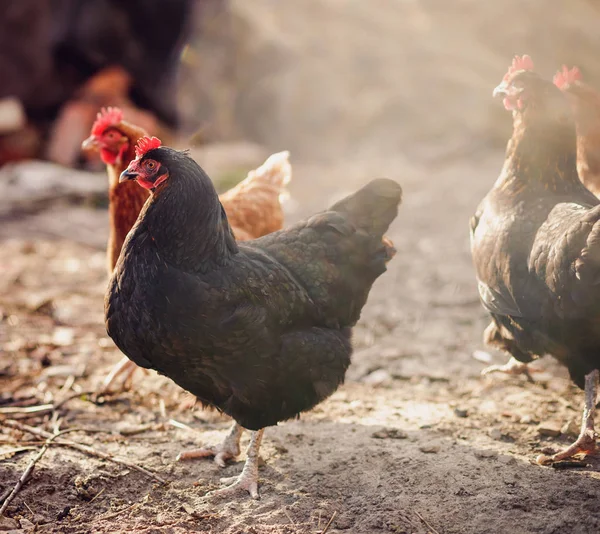 Kippen in een boerderij (Gallus gallus domesticus)) — Stockfoto